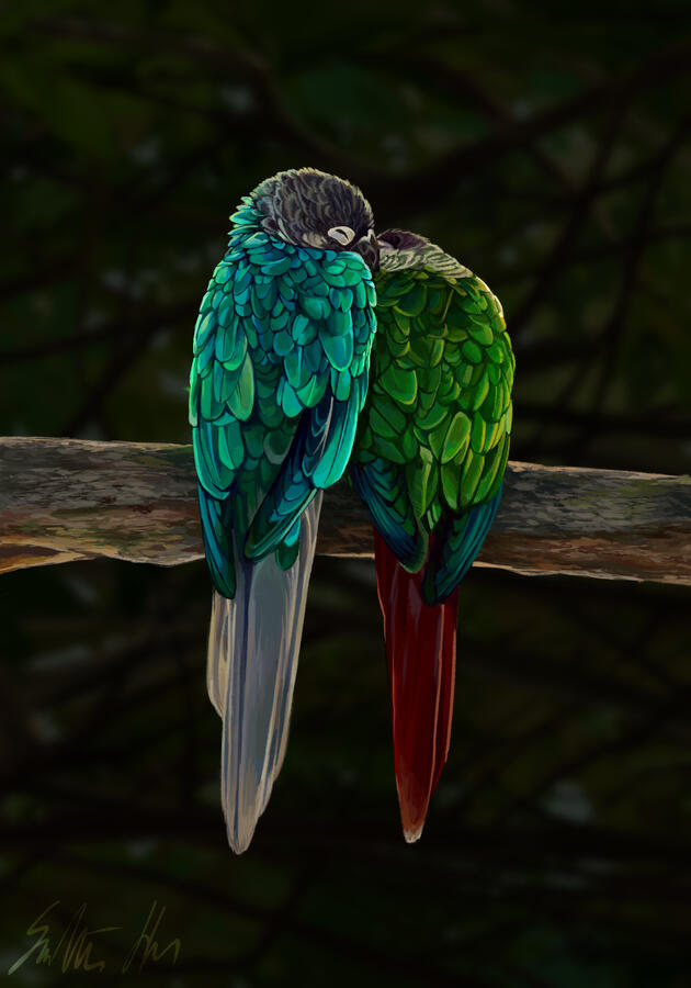 Illustration of a pair of green cheek conures