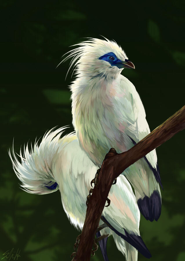 Illustration of a pair of Bali Mynas